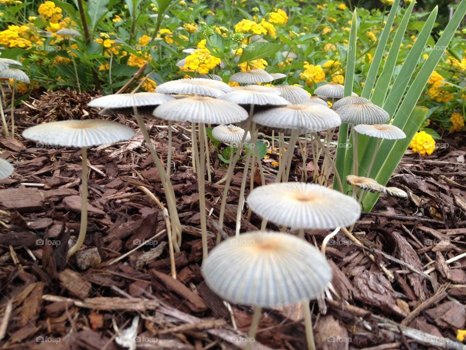 Mushroom city 