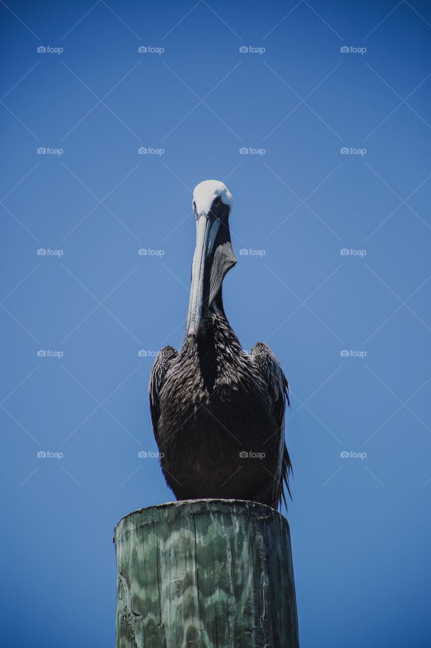 Pelican 