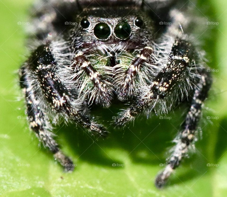 Jumping spider on a leaf