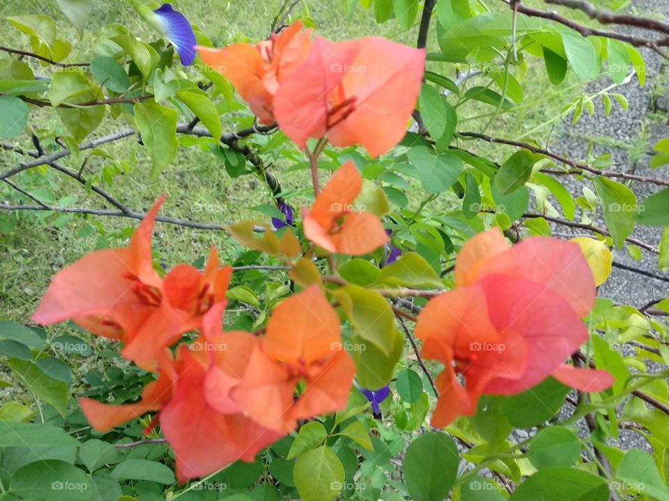 Papers Flower In My Backyard