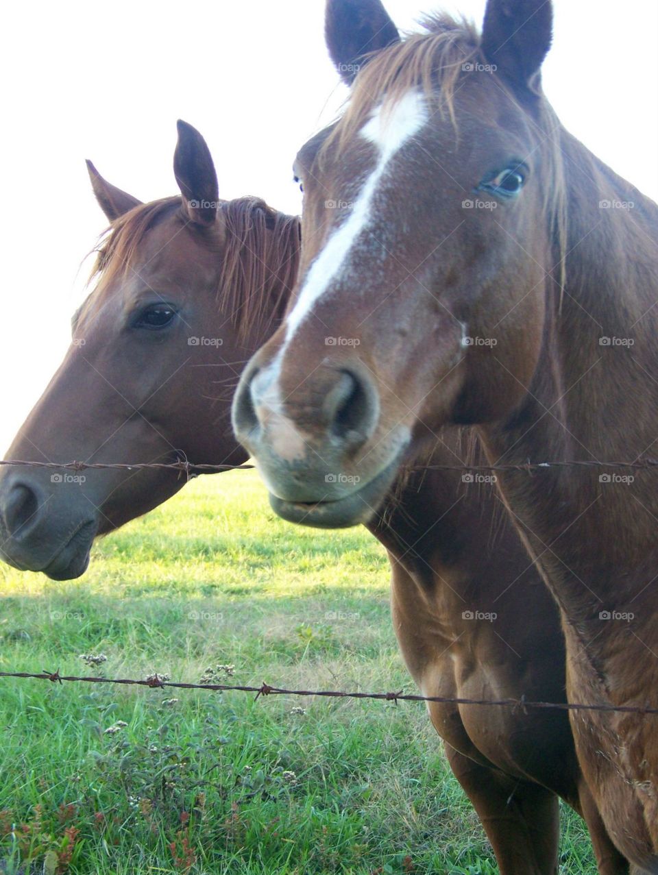 Two horses at the fence. 