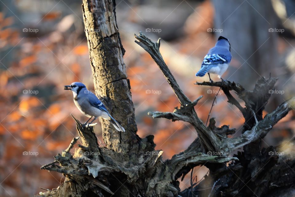 Two blue jay on tree