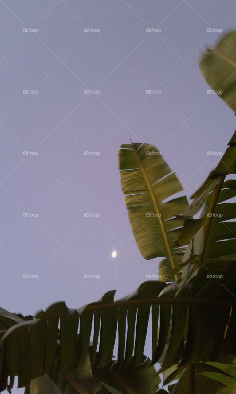 No Person, Tree, Daylight, Light, Water