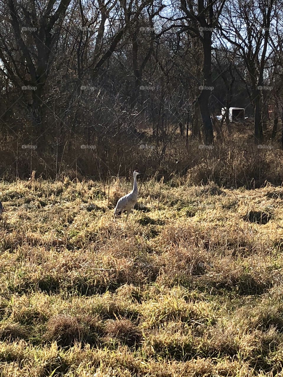Sandhill crane in field 