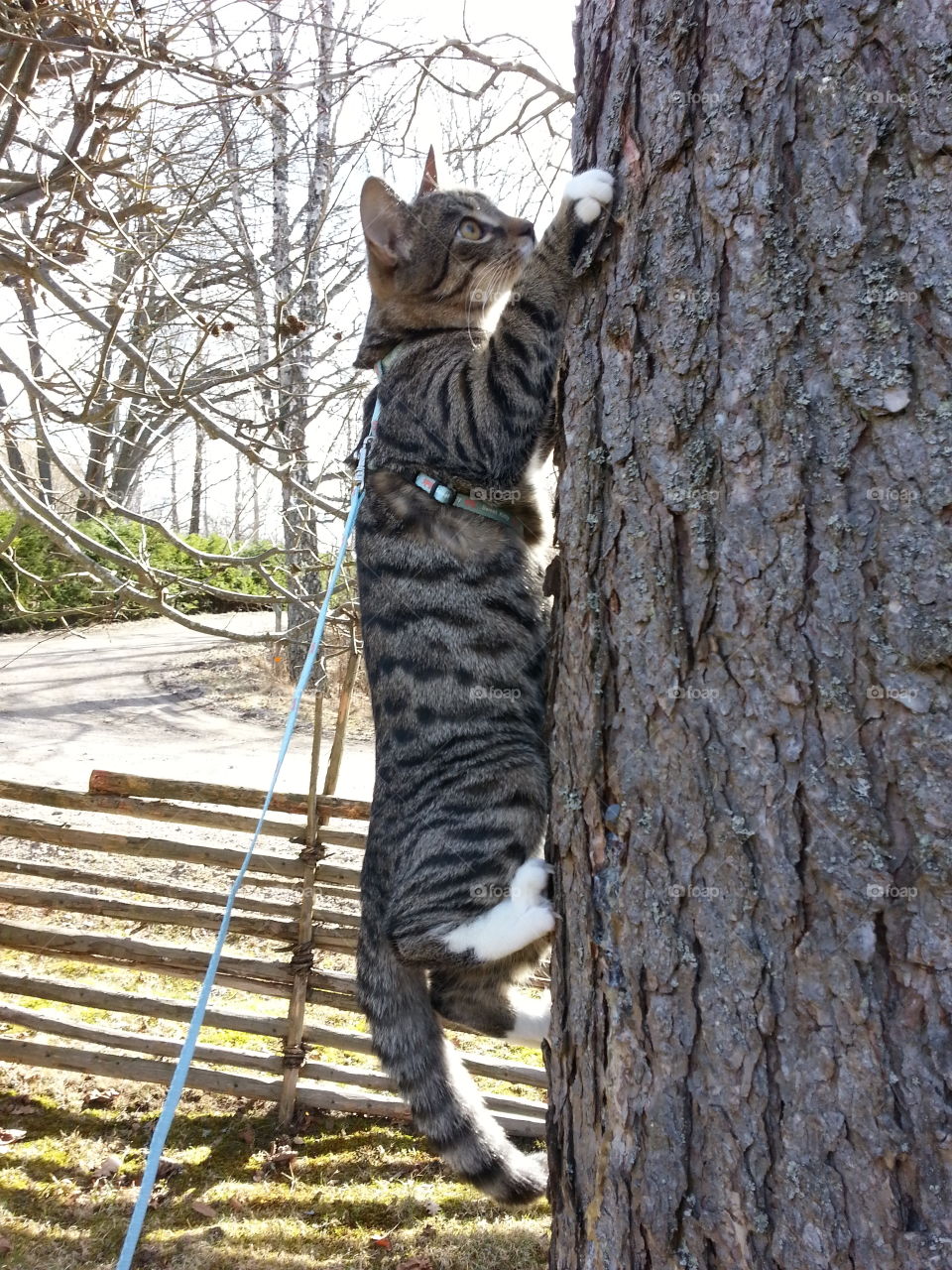 Cat adventure
