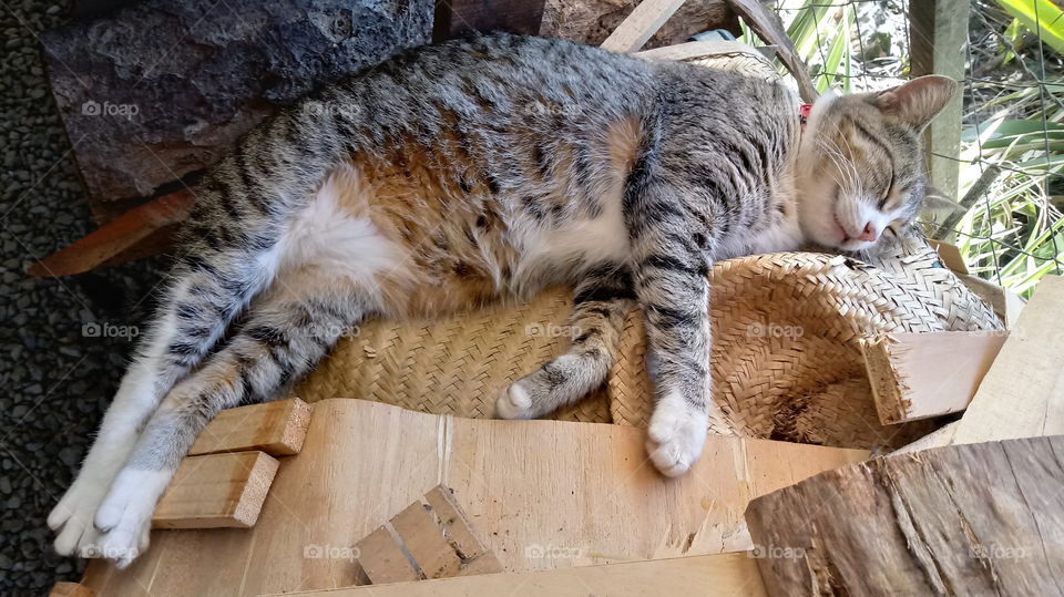 alqutu alrmadyu , alquti alnawm , alqat fi salamih.