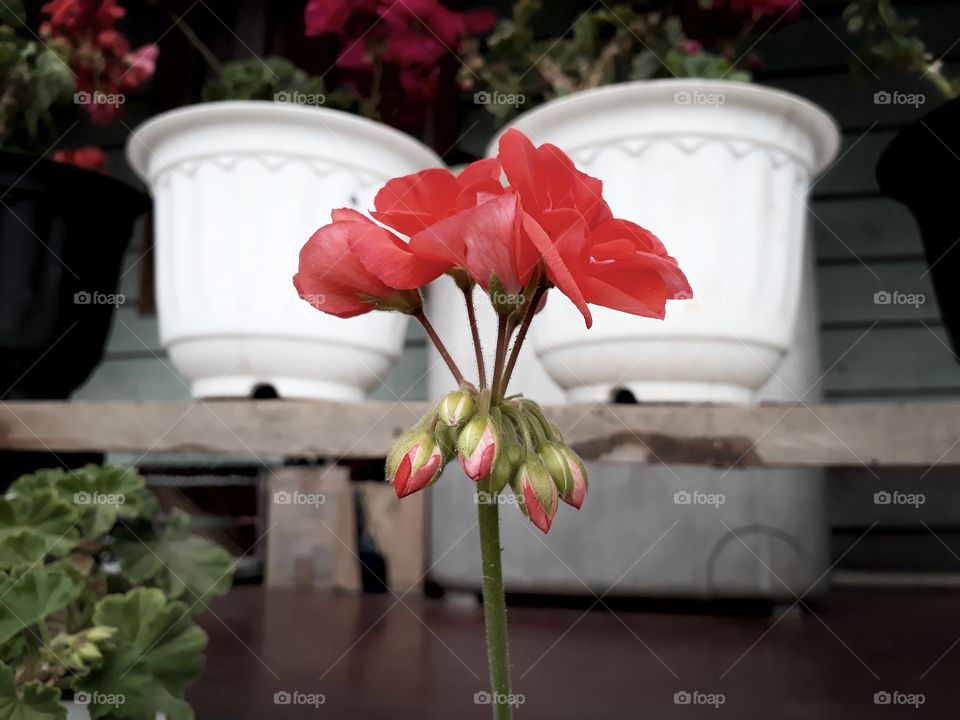 Focused on foreground, this Geranium appears really good