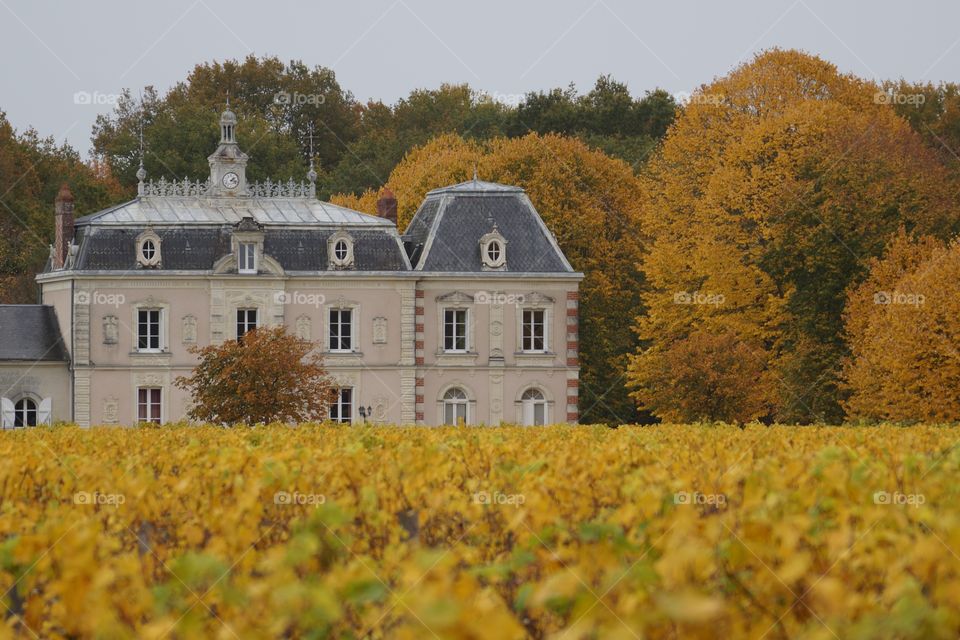 Automne dans les vignes