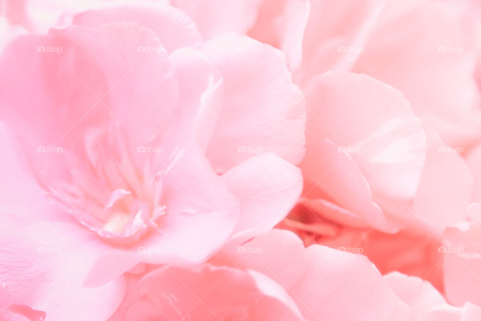 Soft pink petal flower