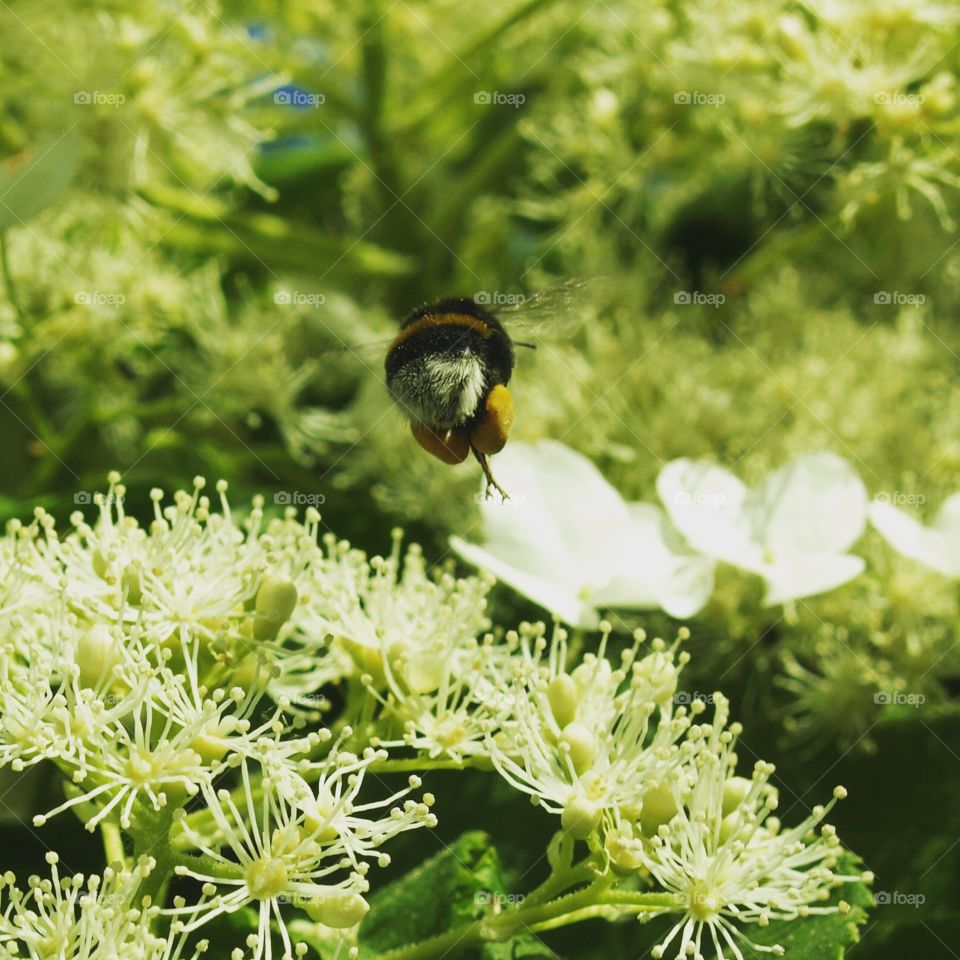 Diligent bumblebee at work 