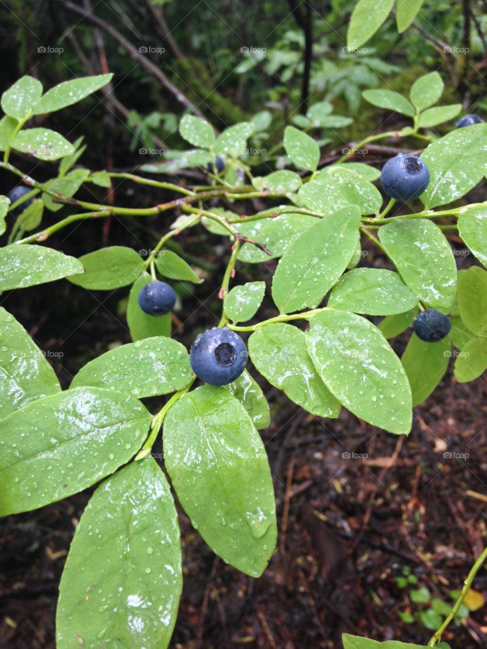 Wild Blueberries 