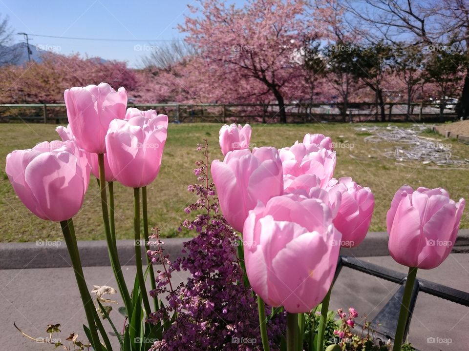 tulips and cherry blossom