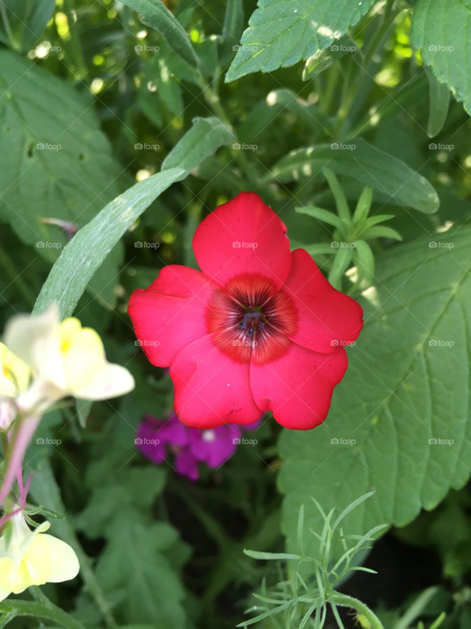 Red flower 