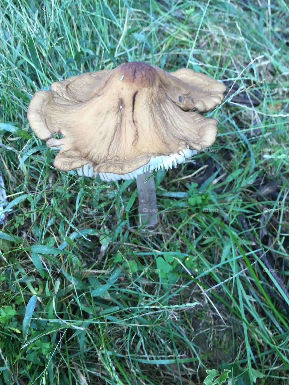 Mushroom 