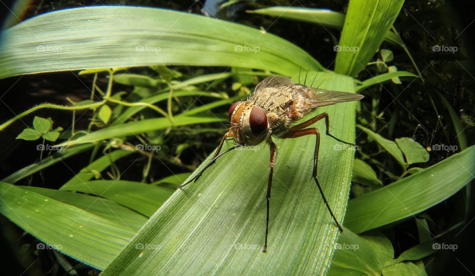 Golden fly