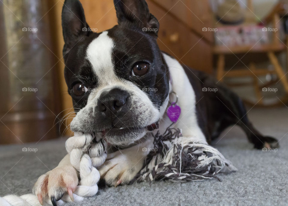 A dog playing with twisted scarf