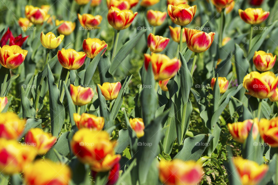 Field of beautiful red and yellow tulip flowers