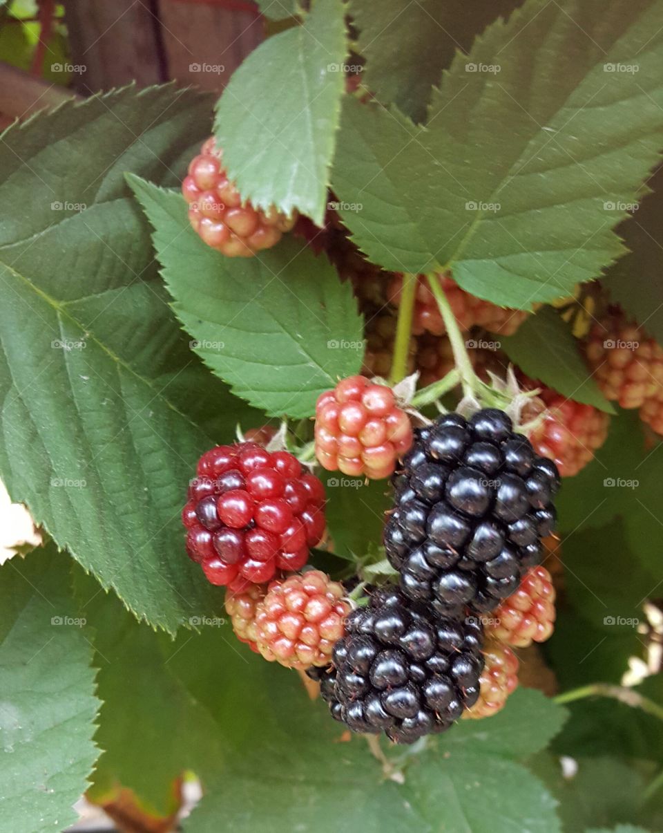 Beautiful Blackberries. Blackberries