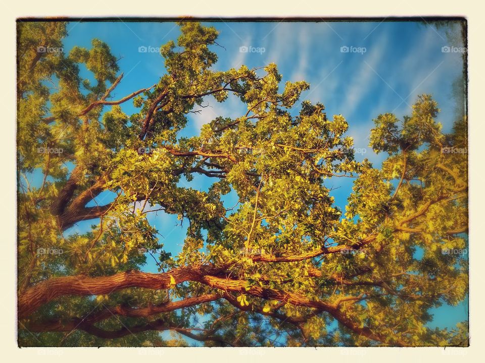 Tree, Fall, Nature, Leaf, Wood