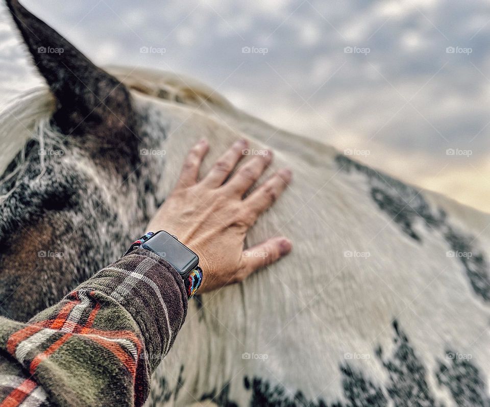 Woman reaches out to pet horse’s mane, petting horses in the field, hands on technique with animals, animal lover on the farm