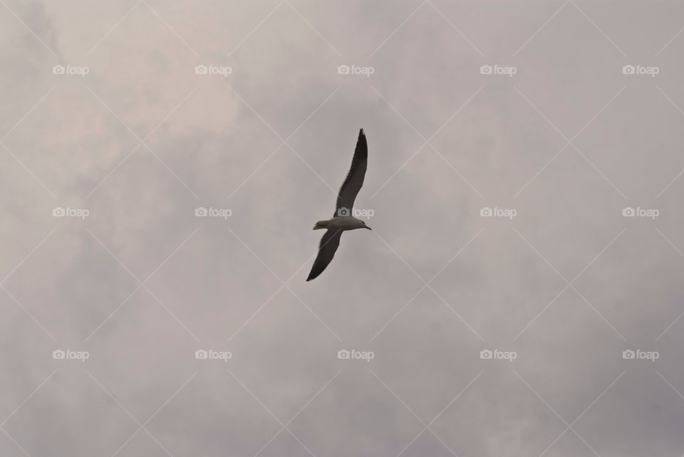 stockholm bird seagull greyclouds by lgt41