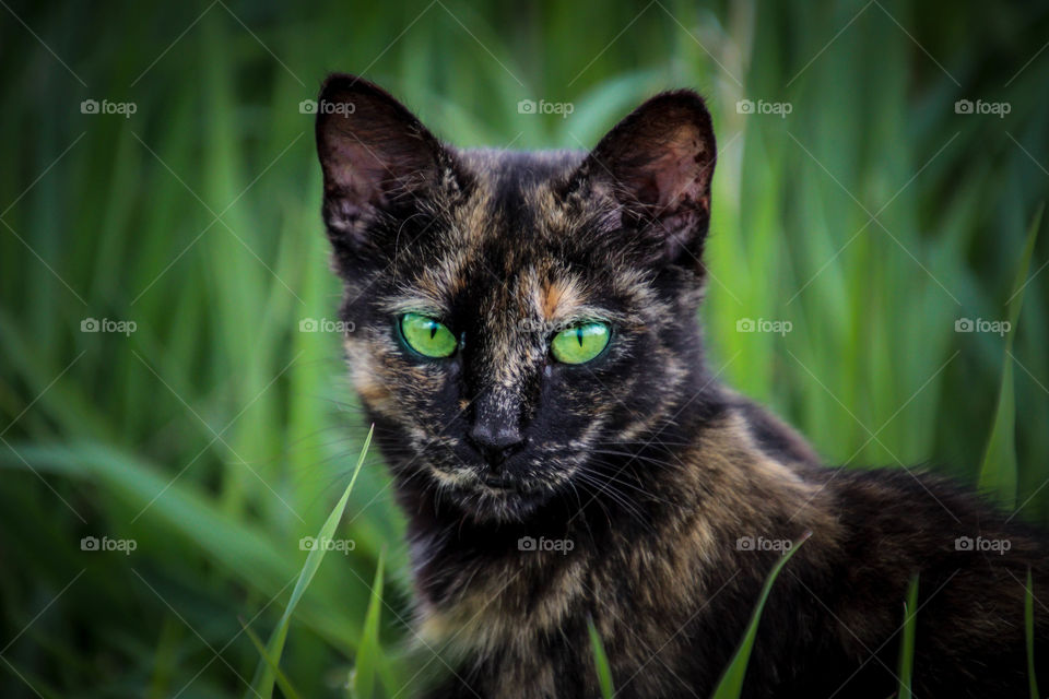 Cat in grass