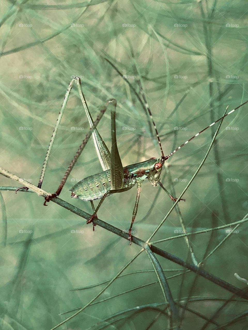 Closeup of katydid on foliage