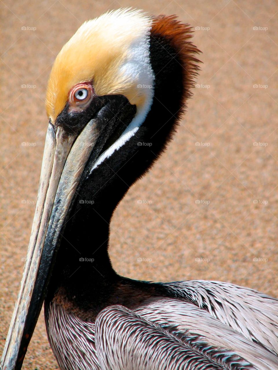 Pelican head. Pelican close-up in Puerto Vallarta, Mexico