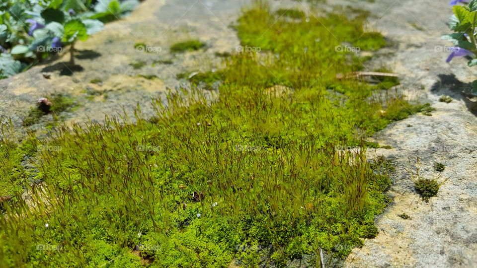 moss