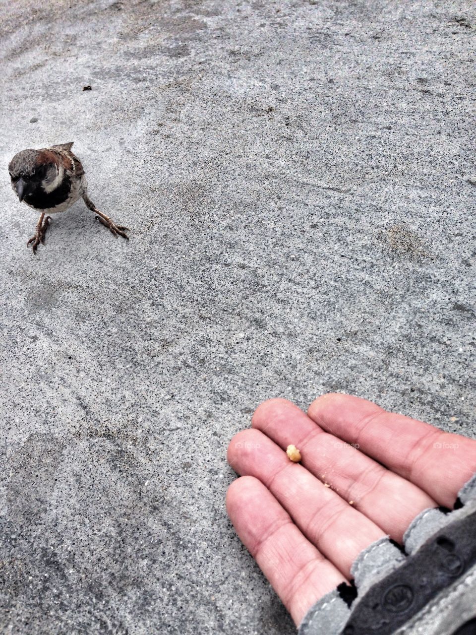 Trust. Cautious Sparrow looking for handout. 