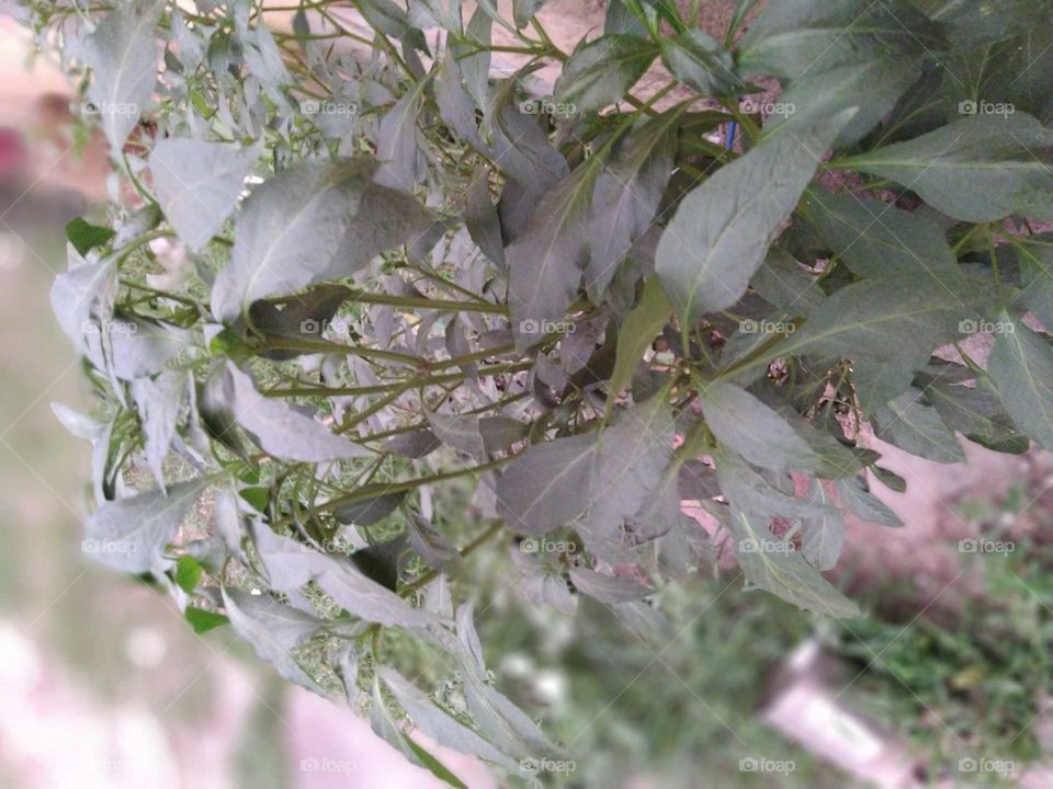 chillie plant