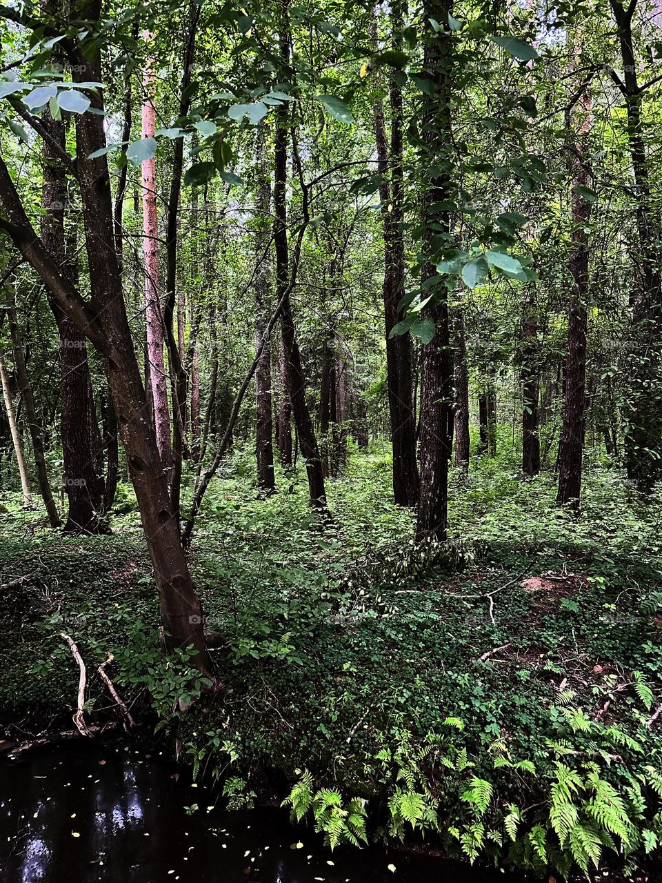 Summer forest green trees and grass 