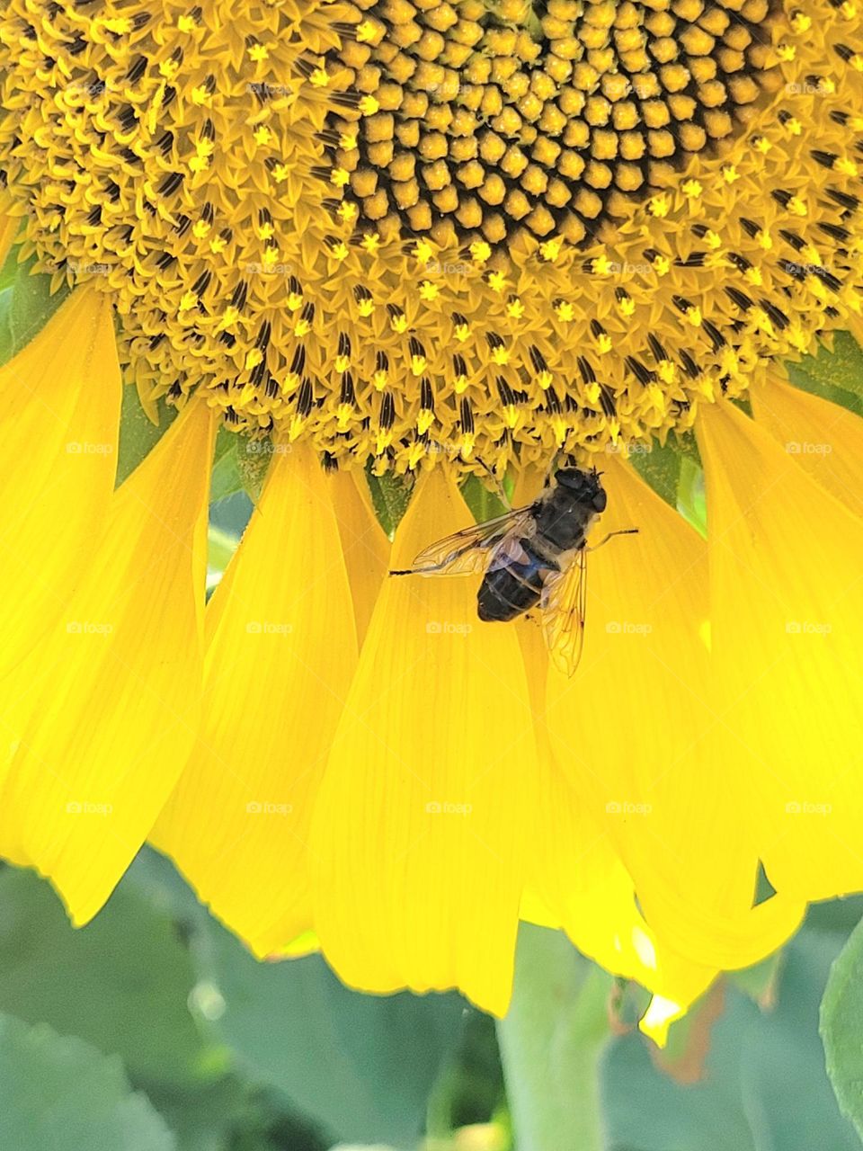 flower and bee, friends