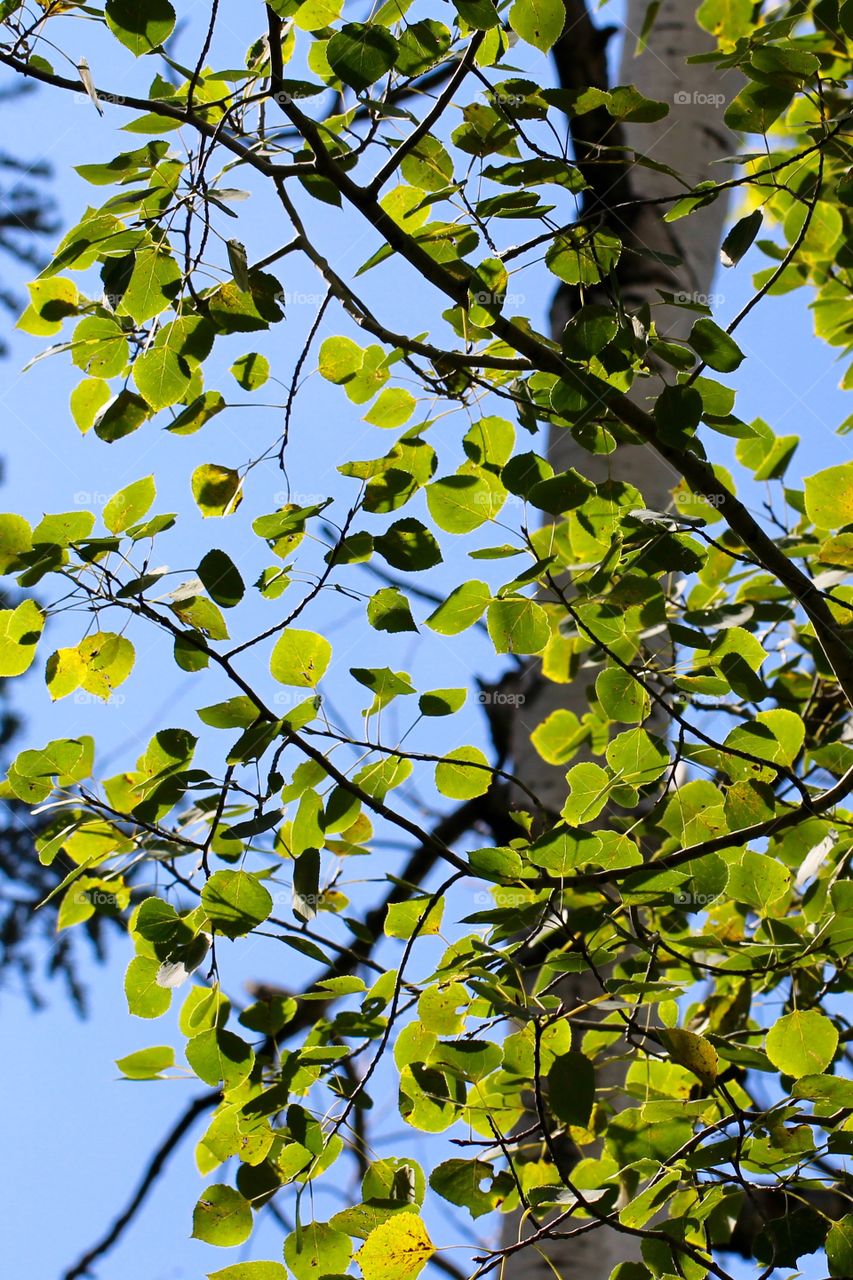 Leaves in sunlight