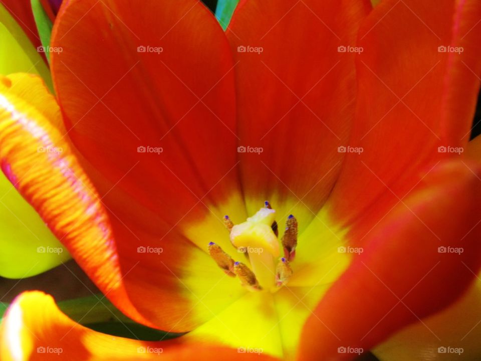 Extreme close-up of tulip flower