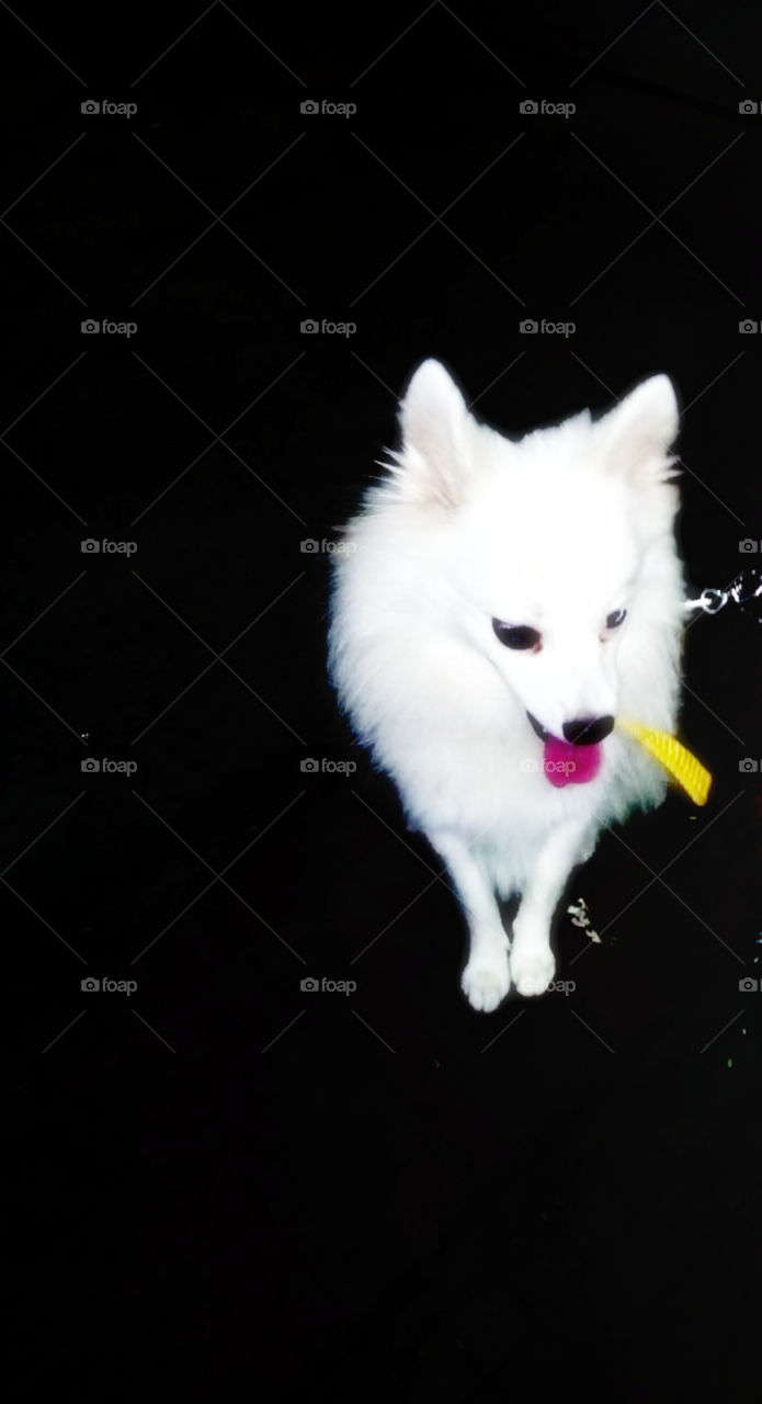 Indian Spitz is one of the most popular dogs in India, an extremely bright and active breed of dog.A friendly pet but they are always larger than their smaller cousins, the Pomeranian.