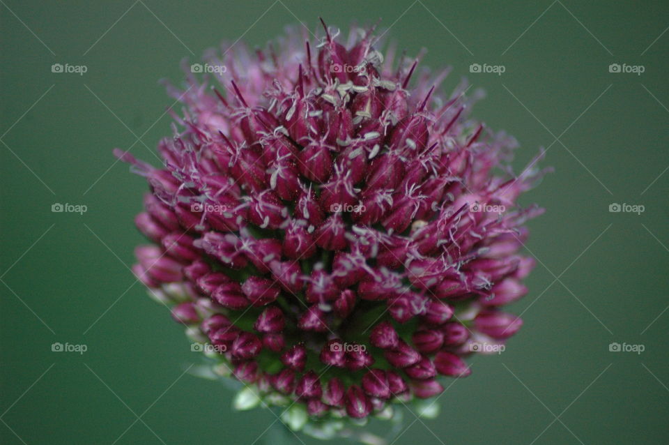 allium