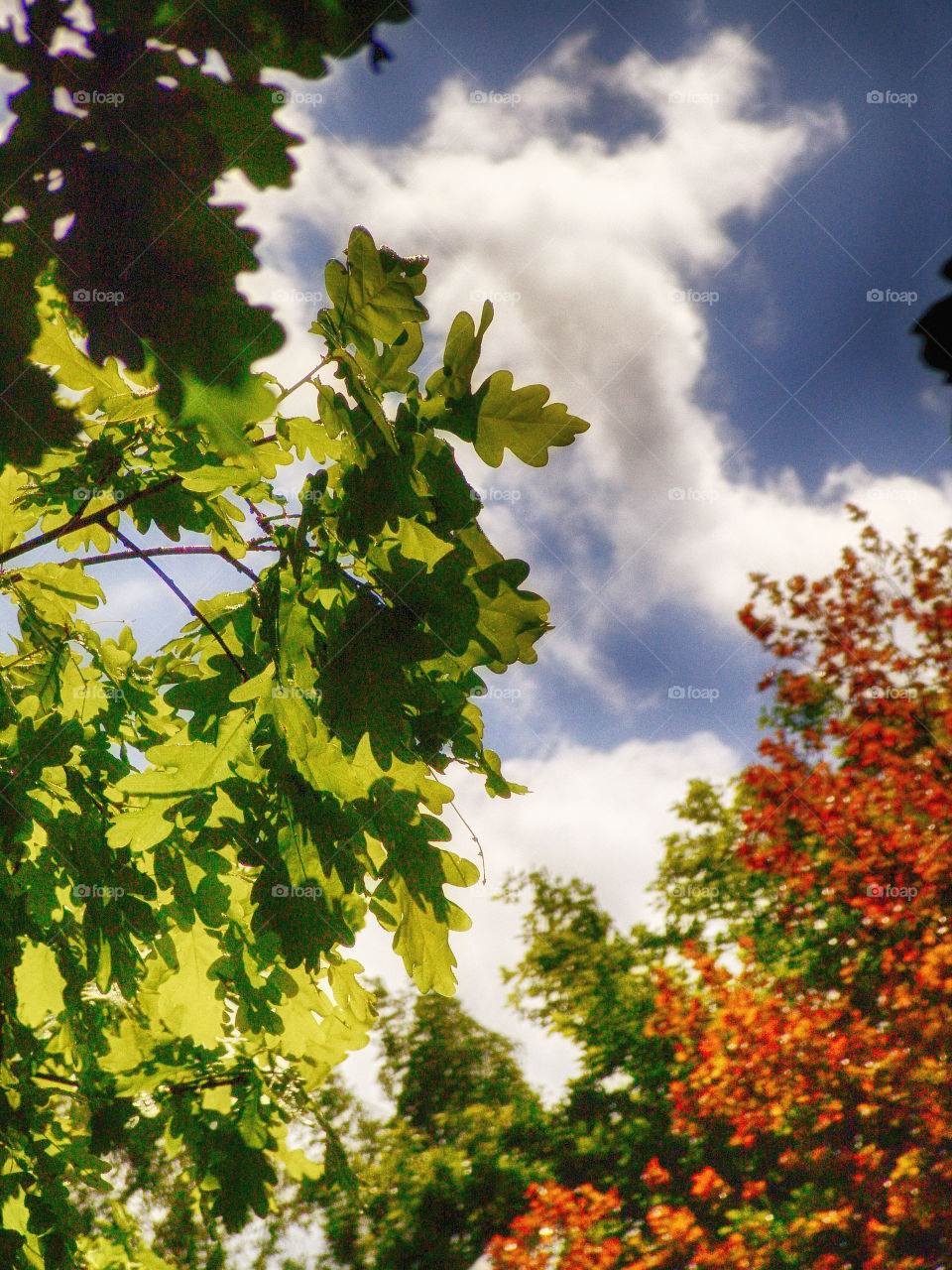 leaves and sky