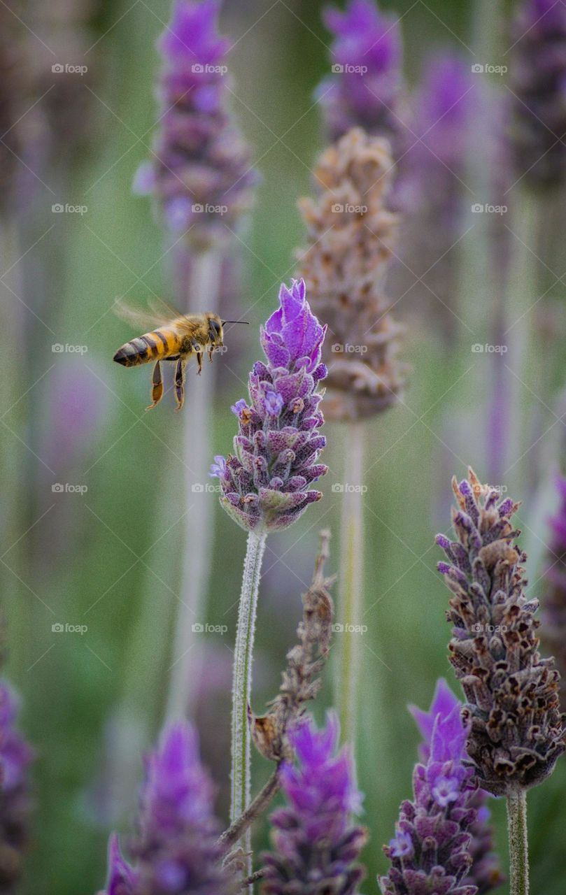 Bee enjoying lavenders