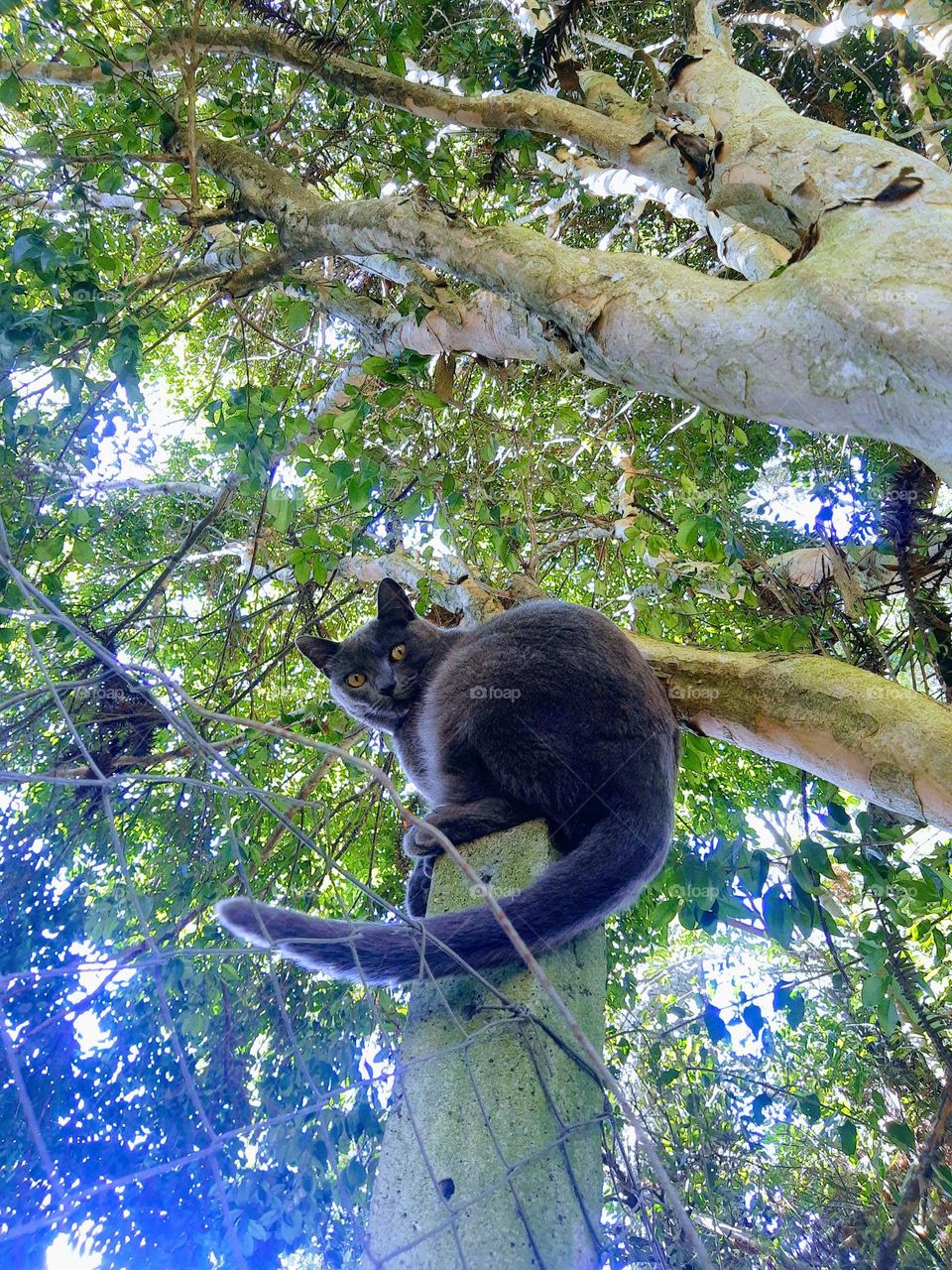 a cat observed from the ground
