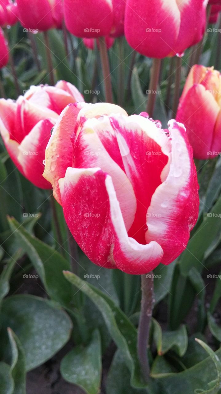 red and white tulips in holland . tulip in holland red and white 