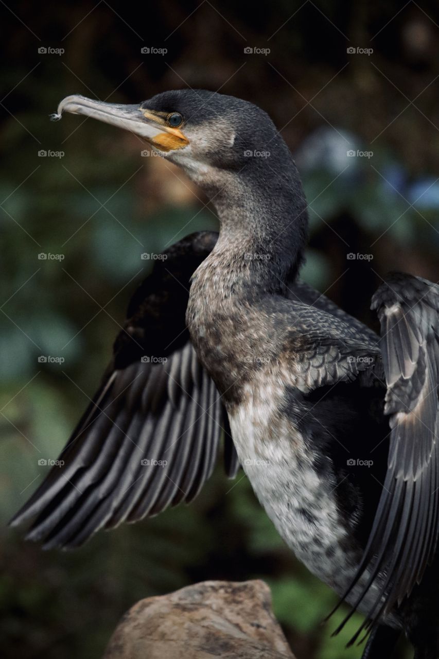Cormorant 
