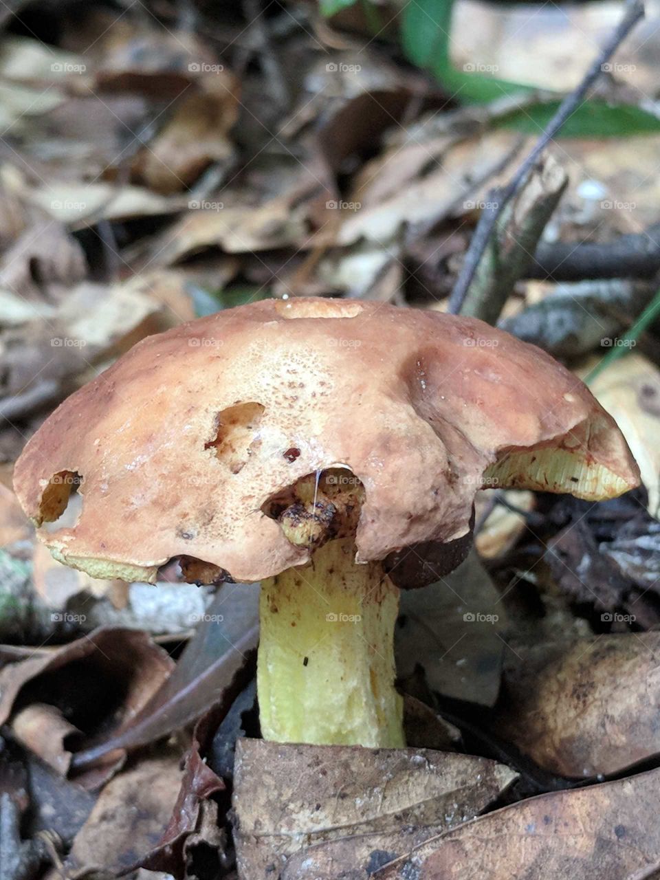 Mushroom