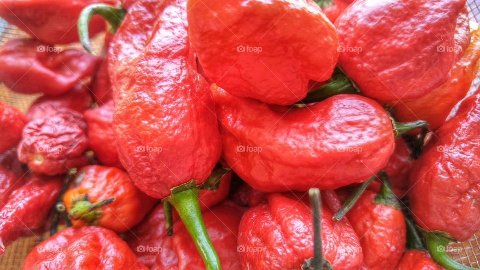 Red Ghost Peppers