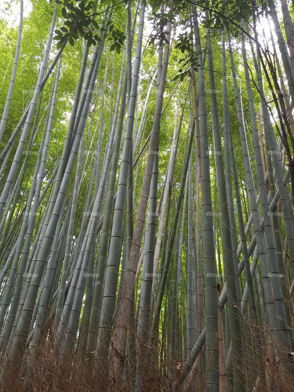 Forest in Japan