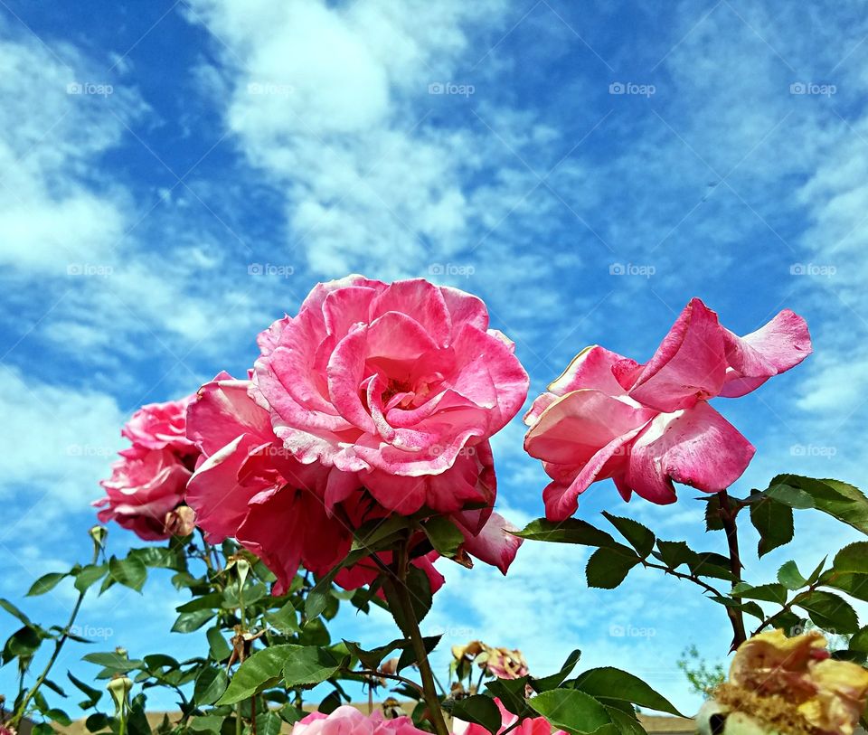 Pink roses against blue sky