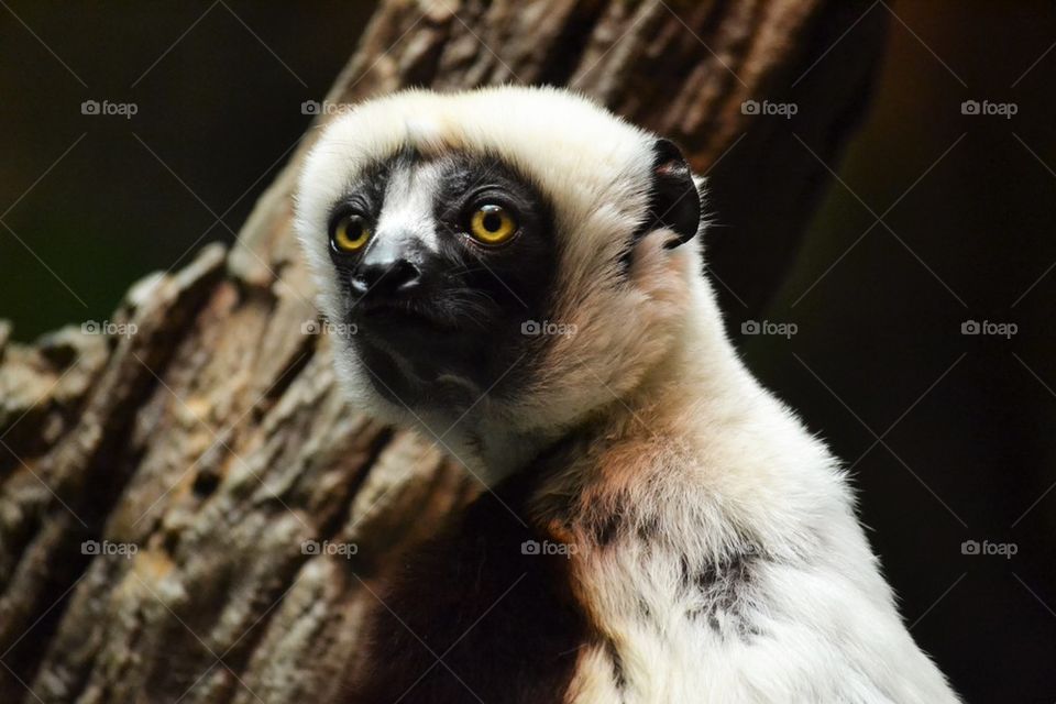 Cincy lemur 