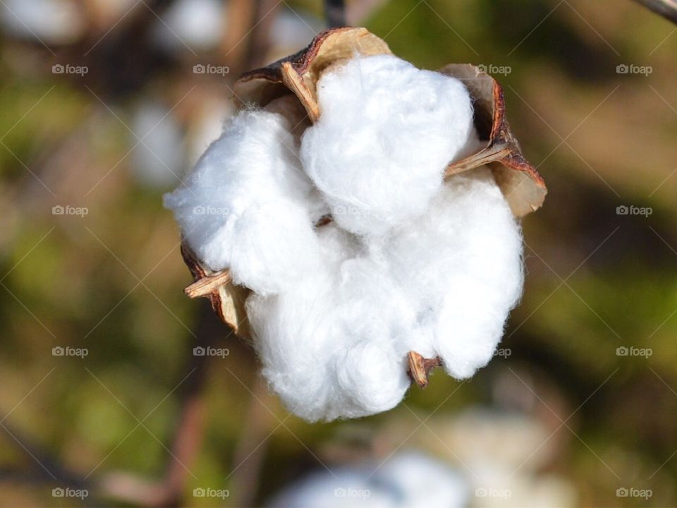 Single cotton bolt out in the fields. November in Mississippi