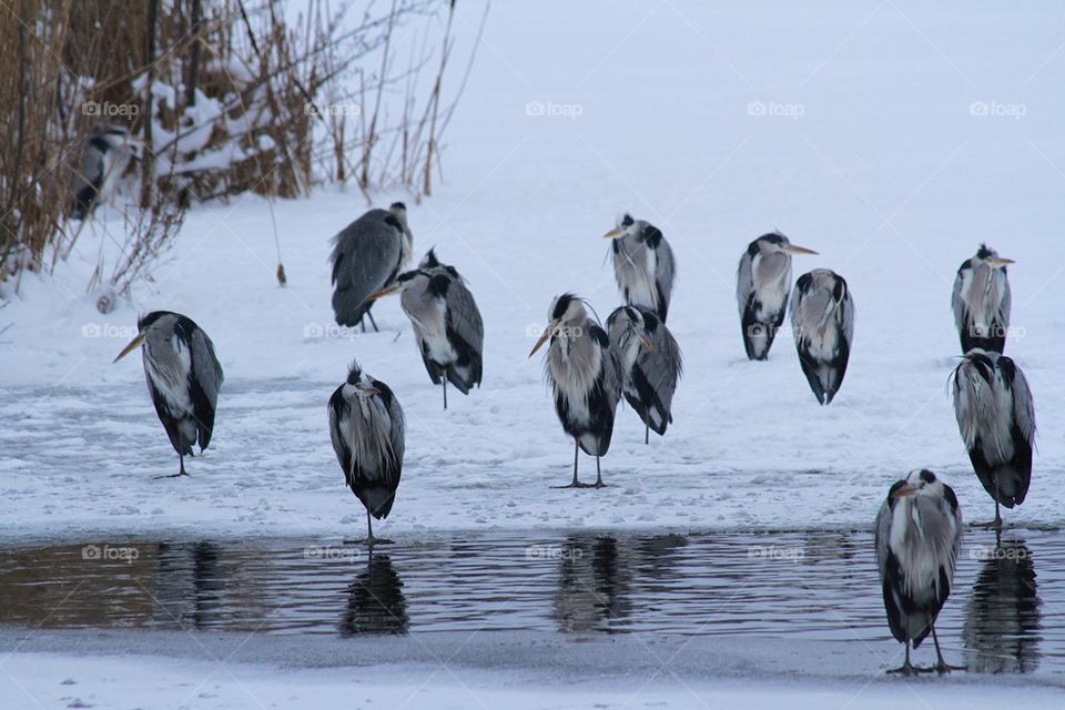 The frozen egrets