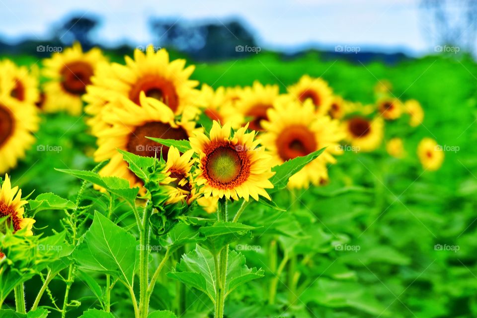 Sunflowers in the field